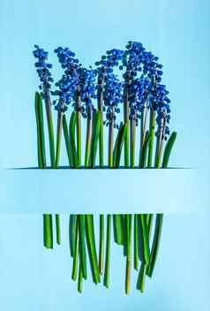 明信片布局春天现代生活蓝色的muscari花日益增长的矩形减少纸蓝色的背景最小的春天概念复制空间