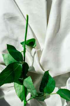 树枝绿色花花束丝绸织物情人节女士母亲一天背景设计最小的平躺自然
