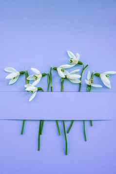 作文雪花莲花颜色背景有创意的布局使雪花莲花明亮的蓝色的背景平躺春天最小的概念