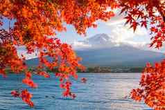 富士秋天红色的枫木叶子