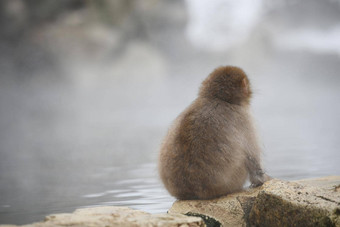 雪<strong>猴子</strong>长野日本