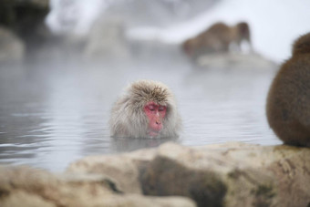 雪<strong>猴子</strong>长野日本