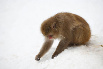 雪<strong>猴子</strong>长野日本