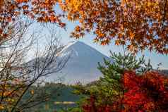 富士秋天红色的枫木叶子