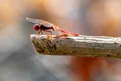 红衣主教浪漫的蜻蜓栖息分支
