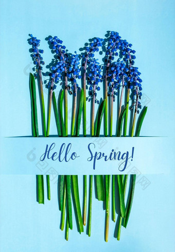 春天明信片布局春天现代生活蓝色的muscari花日益增长的矩形减少纸蓝色的背景最小的春天概念