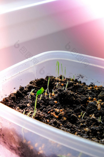 幼苗锅首页早期幼苗种植种子盒子首页windowsil年轻的新鲜的绿色幼苗日益增长的太阳