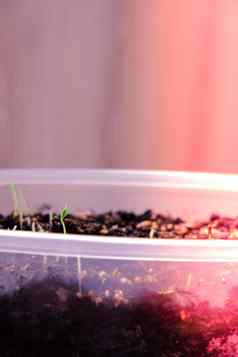 幼苗锅首页早期幼苗种植种子盒子首页windowsil年轻的新鲜的绿色幼苗日益增长的太阳