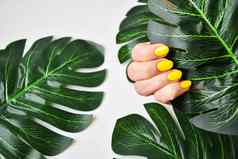 女手黄色的指甲设计黄色的指甲波兰的修指甲女手持有绿色叶灰色背景