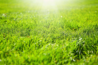 关闭细节绿色草场照亮不错的软光阳光模型复制空间文本绿色草纹理绿色背景户外公园足球场