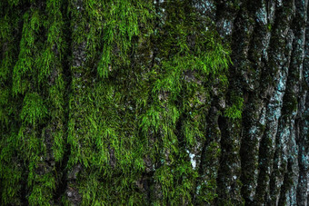 绿色莫斯森林底树树干自然背景森林砍伐环境保护