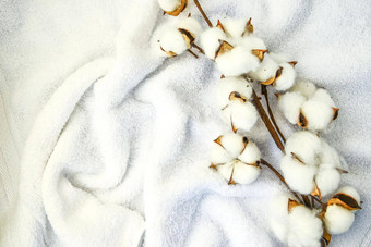 平躺美丽的棉花分支白色织物前视图复制空间自然棉花织物纹理精致的白色棉花花