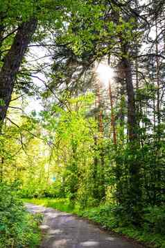 路美丽的野生森林阳光树路径密集的松森林和蓝色的天空阳光