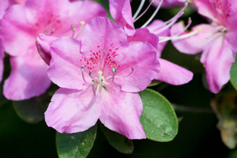 rhododendren杜鹃