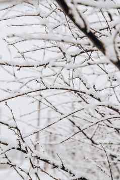 分支机构树覆盖白霜冬天冷淡的树雪森林