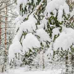 分支云杉覆盖毛茸茸的雪雪森林冬天背景