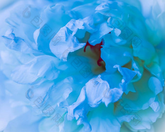 软焦点摘要花背景苍白的蓝色的牡丹花花瓣宏花背景假期品牌设计