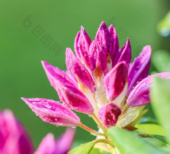 软焦点摘要花背景粉红色的杜鹃花巴德露水滴宏花背景假期品牌设计