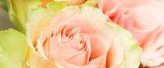 精致的苍白的粉红色的玫瑰完美的背景问候卡片婚礼邀请生日情人节一天母亲的一天