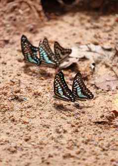 集团常见的松鸦蝴蝶