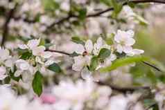 春天苹果树开花特写镜头花摄影