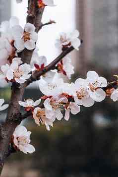 基辅乌克兰4月开花李子城市