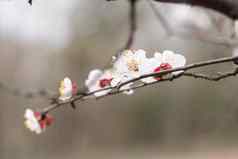 基辅乌克兰4月开花野生李子森林