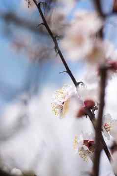 基辅乌克兰4月开花野生李子森林