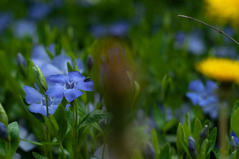 酒<strong>小</strong>长春花花特写镜头摄影