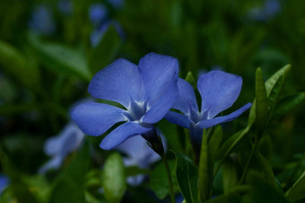 酒<strong>小</strong>长春花花特写镜头摄影