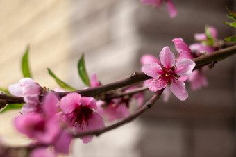 开花樱桃<strong>樱花</strong>特写镜头<strong>摄影</strong>