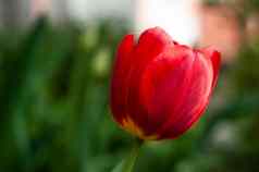 红色的郁金香春天花开花