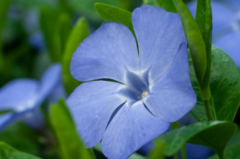 酒小长春花花特写镜头摄影