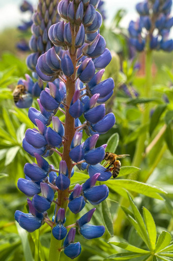 卢平花植物<strong>特写</strong>镜头摄影