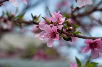 开花樱桃<strong>樱花</strong>特写镜头<strong>摄影</strong>