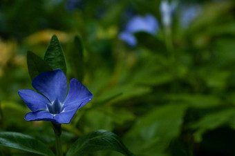 酒小<strong>长春花花</strong>特写镜头摄影