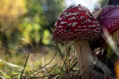 蘑菇安妮塔致幻剂关闭秋天秋天森林