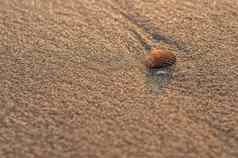 海软体动物壳牌海滩沙子