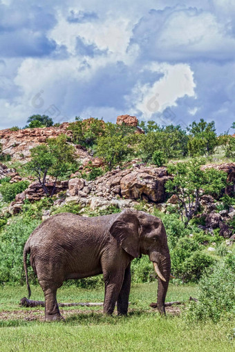 非洲<strong>布什大象</strong>马蓬古布韦国家公园南非洲