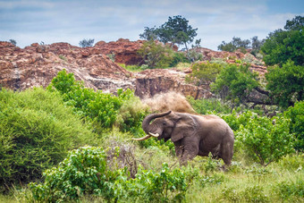 非洲布什<strong>大象</strong>马蓬古布韦国家公园南非洲