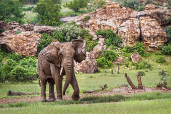 非洲布什大象马蓬古布韦国家公园南非洲