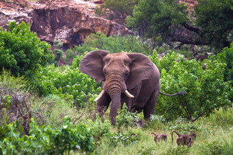 非洲布什大象马蓬古布韦国家公园南非洲
