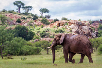 非洲布什<strong>大象</strong>马蓬古布韦国家公园南非洲