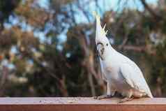 野生凤头鹦鹉吃澳大利亚