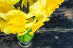 春天概念明亮的黄色的水仙花花