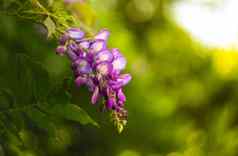 春天时间花紫藤植物