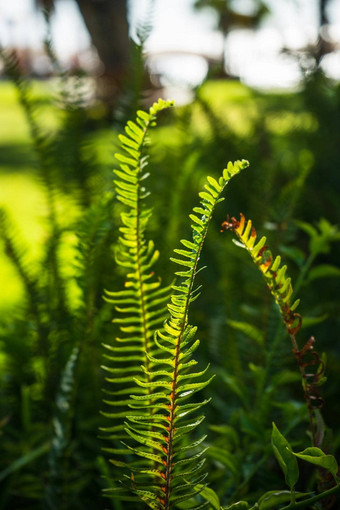 nephrolepis崇高剑<strong>蕨类植物</strong>