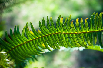 nephrolepis崇高剑<strong>蕨类植物</strong>