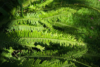 nephrolepis崇高剑<strong>蕨类植物</strong>