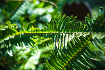 nephrolepis崇高剑<strong>蕨类植物</strong>